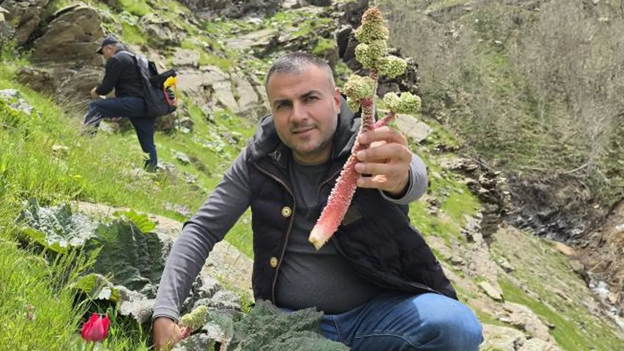 Toplamak için kilometrelerce yürüyorlar! Kilosu 750 lira