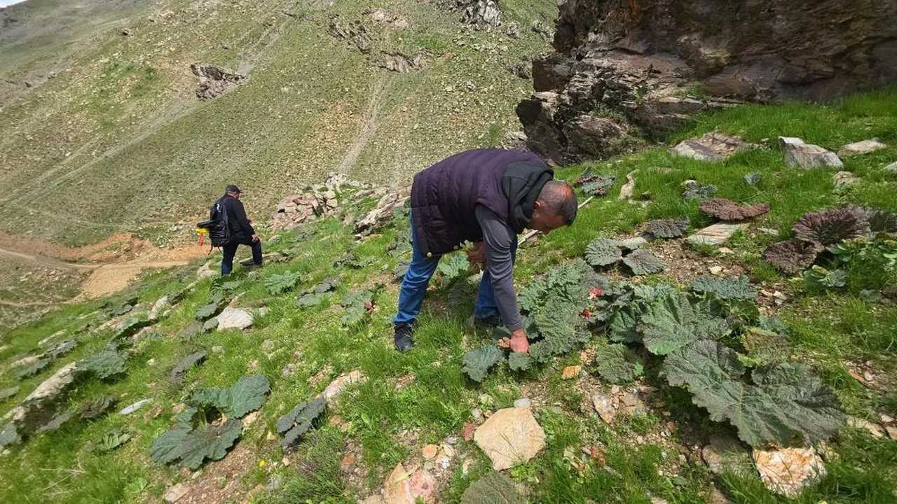 Toplamak için kilometrelerce yürüyorlar! Kilosu 750 lira