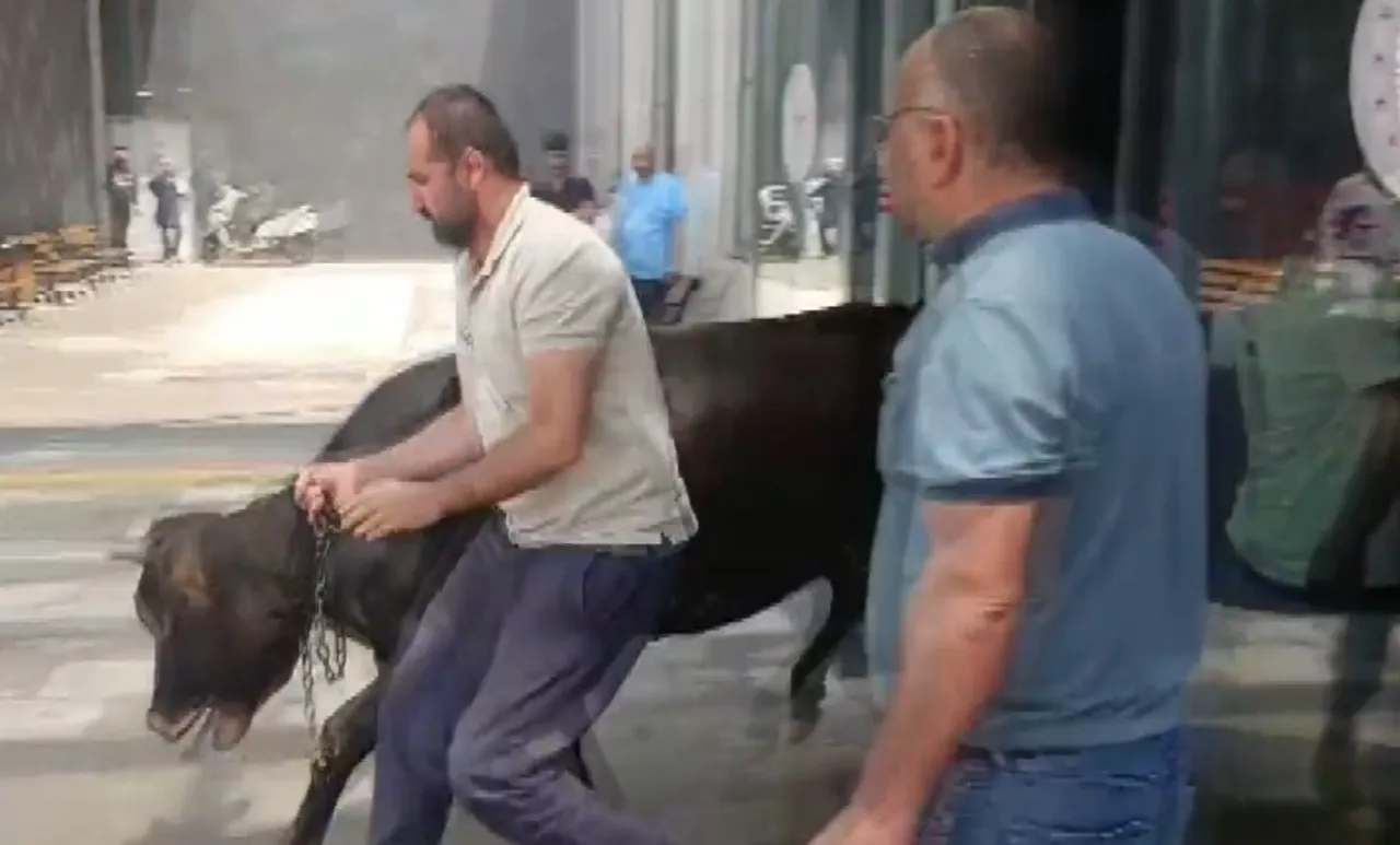 Hastanede kurbanlık alarmı! Gaziantep'te kaçan dana soluğu acil serviste aldı
