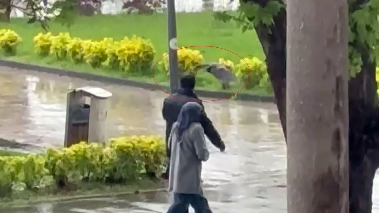 Haylaz karga vatandaşlara musallat oldu! Yağmurdan kaçarken kargaya tutuldular