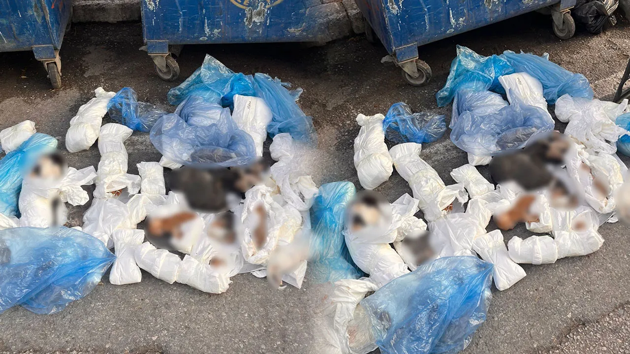 İzmir'de korkunç olay! Çöpte 33 tane kedi ölüsü bulundu