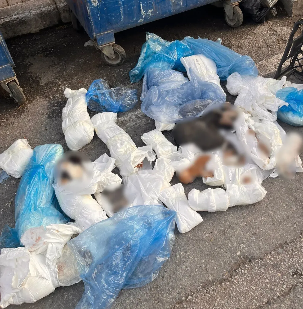 İzmirde korkunç olay! Çöpte 33 tane kedi ölüsü bulundu