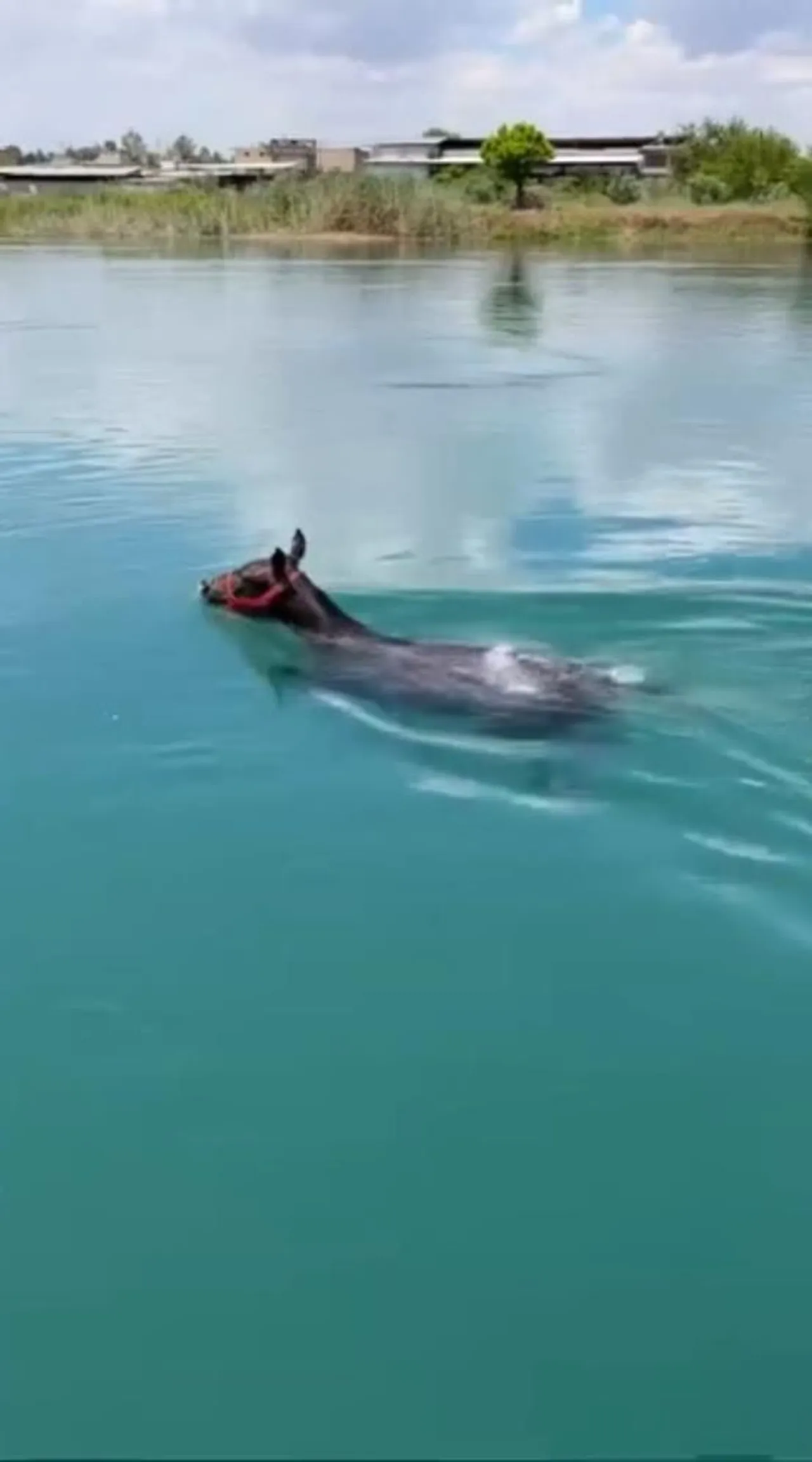 Fırat Nehrinde şaşırtan görüntü! Yüzen canlıyı görenler hayrete düştü