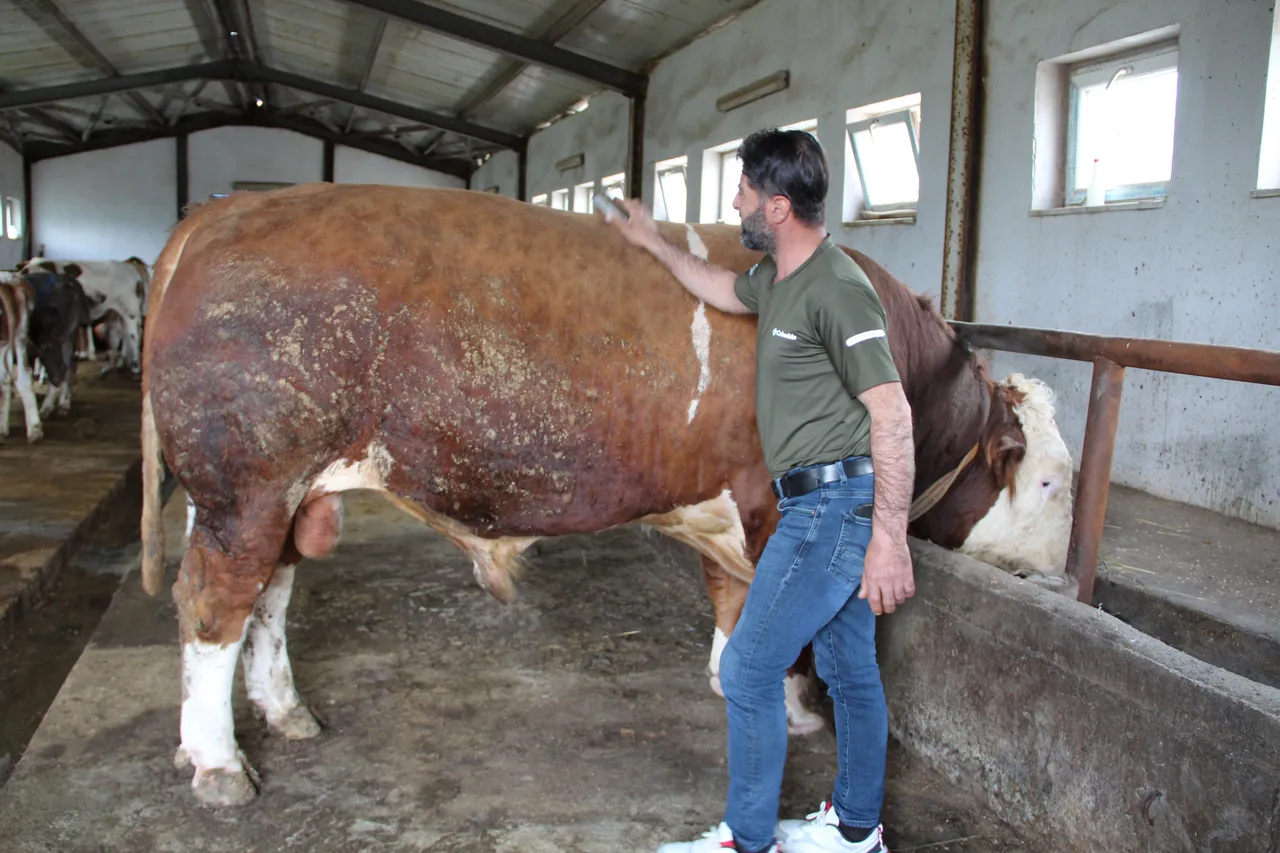 Kurban pazarının en büyüğü! 1,5 tonluk Tosun Paşa alıcısını bekliyor