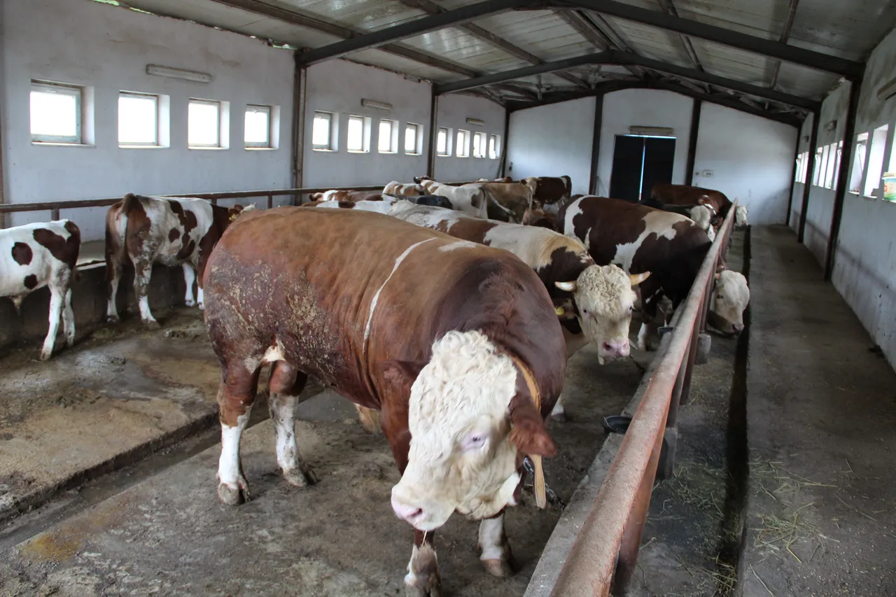 Kurban pazarının en büyüğü! 1,5 tonluk Tosun Paşa alıcısını bekliyor