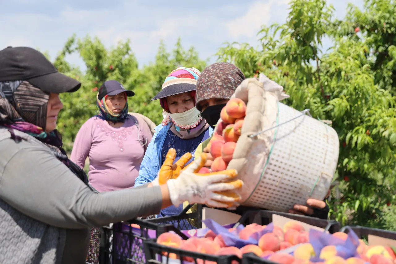 Markette 100, tarlada 10 lira! Hasat başladı, dönümde 2 ton verim bekleniyor