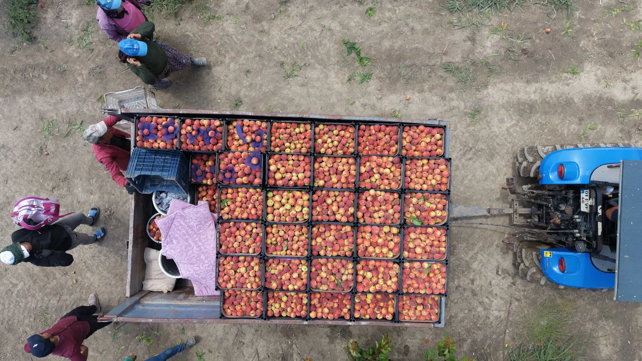 Markette 100, tarlada 10 lira! Hasat başladı, dönümde 2 ton verim bekleniyor
