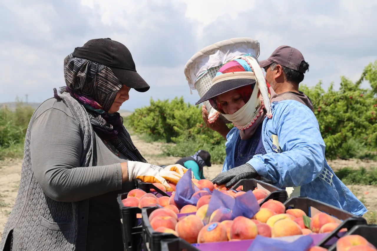 Markette 100, tarlada 10 lira! Hasat başladı, dönümde 2 ton verim bekleniyor