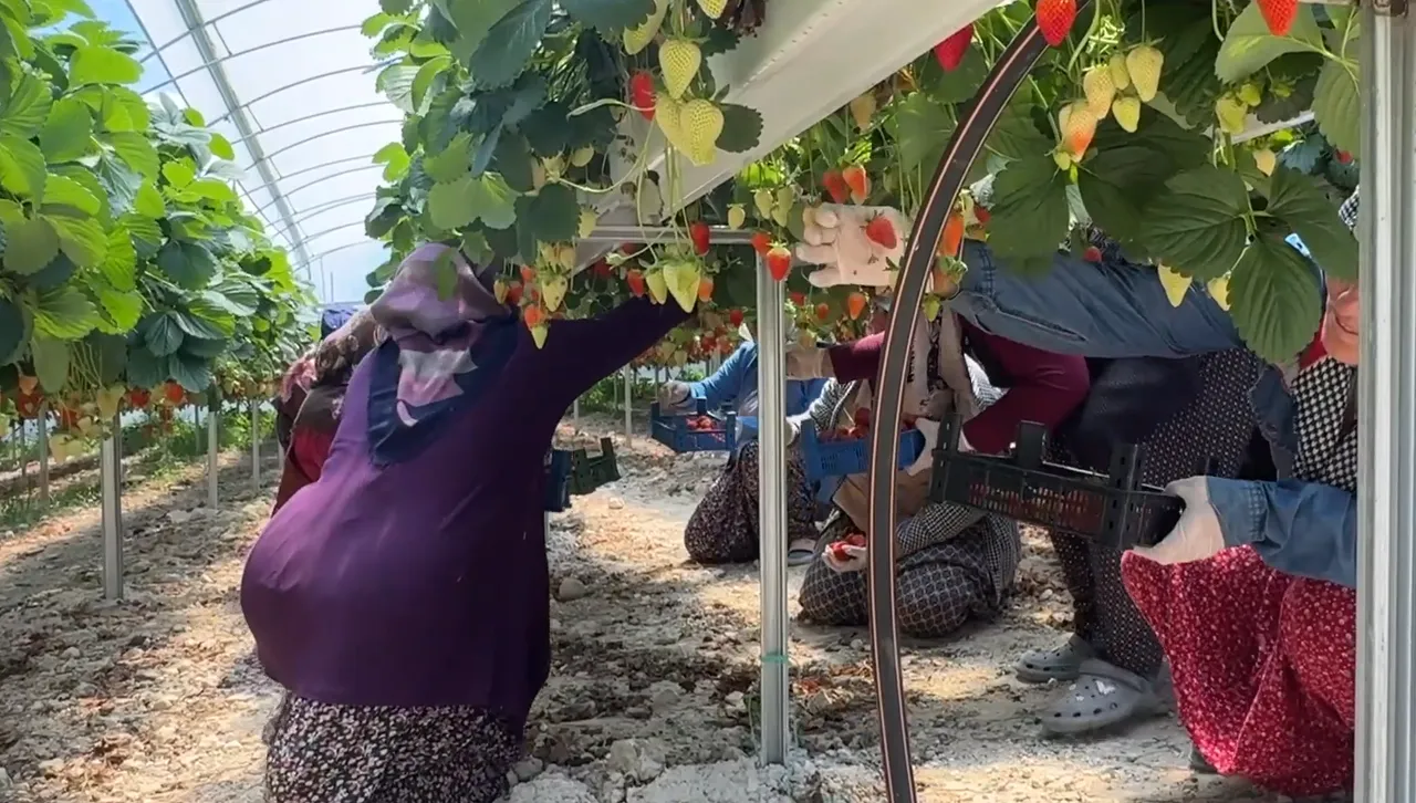 Rusya ve Romanyaya ihraç ediyor! Tarlasına kurduğu sistem sayesinde zengin olacak