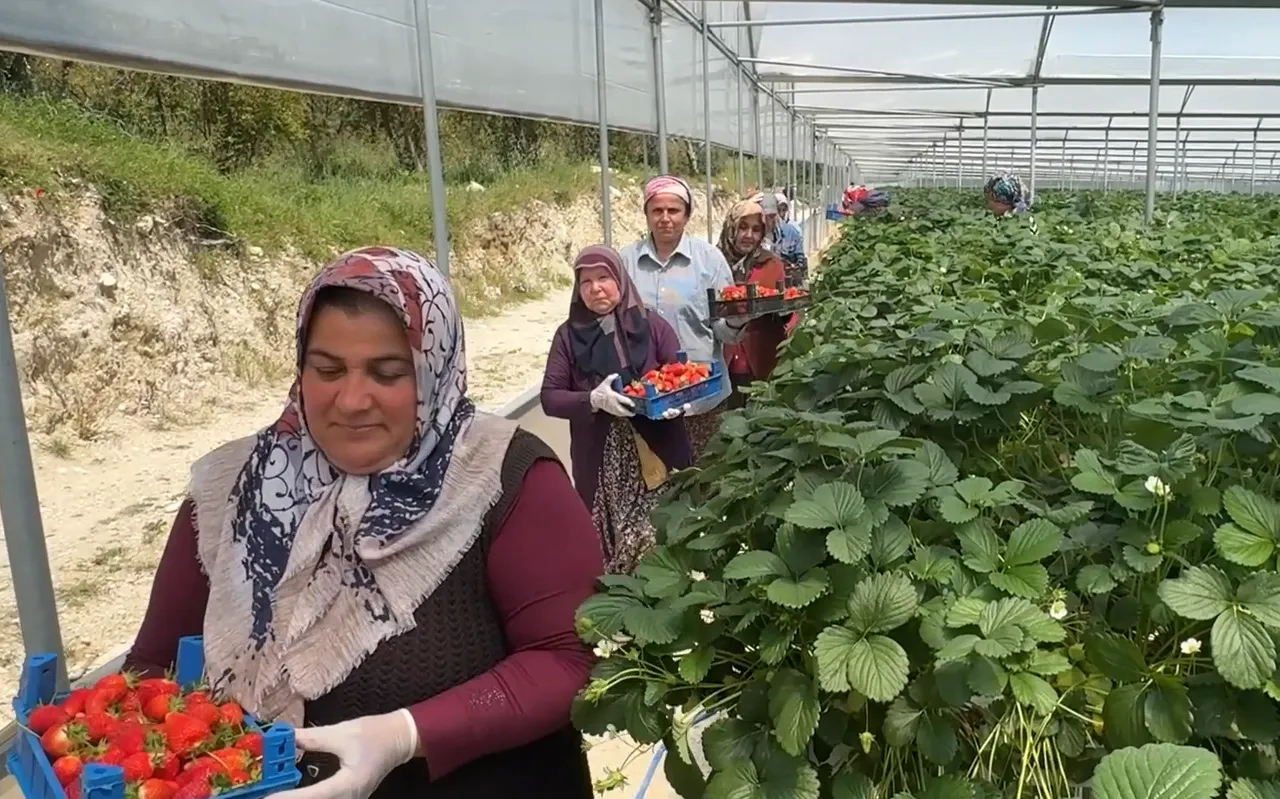 Rusya ve Romanyaya ihraç ediyor! Tarlasına kurduğu sistem sayesinde zengin olacak