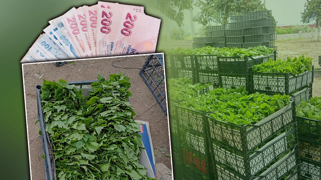 ‘Yeşil altın’ın hasadı başladı! Kilosu 90 TL, günde 40 kilo topluyorlar, eylüle kadar sürecek