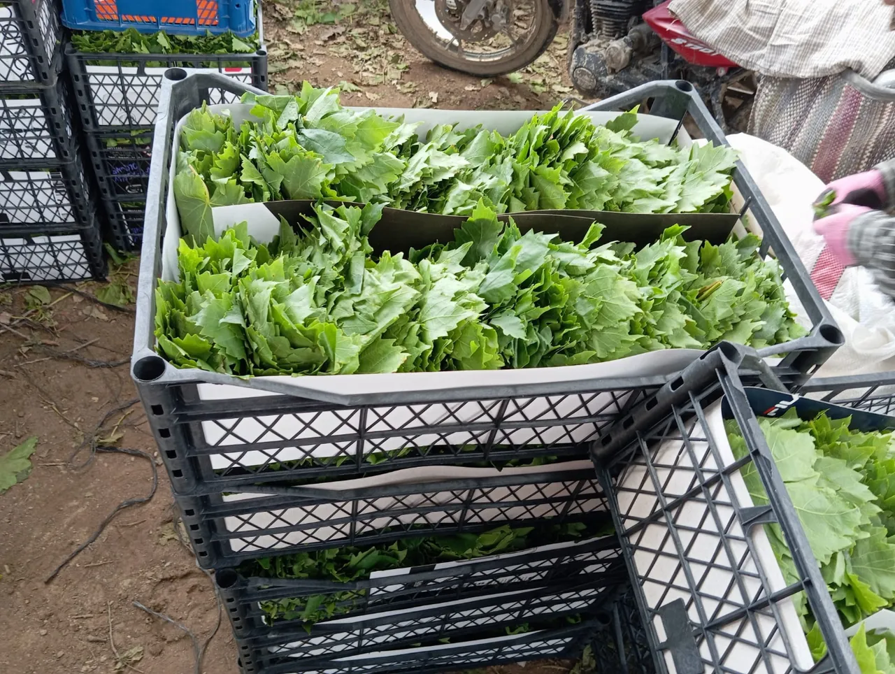 ‘Yeşil altın’ın hasadı başladı! Kilosu 90 TL, günde 40 kilo topluyorlar, eylüle kadar sürecek