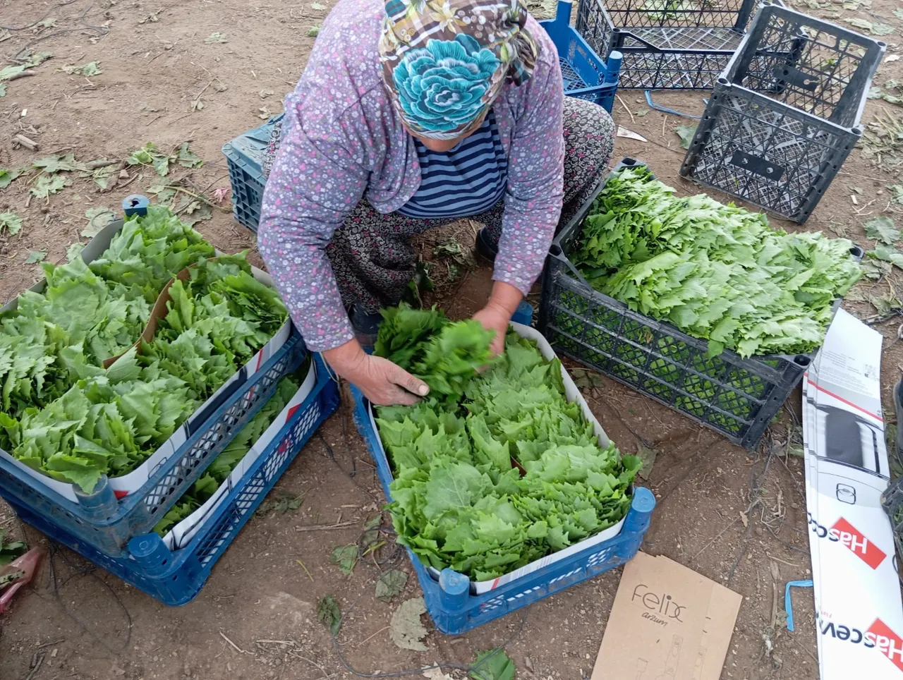 ‘Yeşil altın’ın hasadı başladı! Kilosu 90 TL, günde 40 kilo topluyorlar, eylüle kadar sürecek