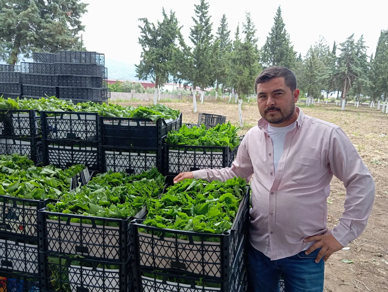 ‘Yeşil altın’ın hasadı başladı! Kilosu 90 TL, günde 40 kilo topluyorlar, eylüle kadar sürecek