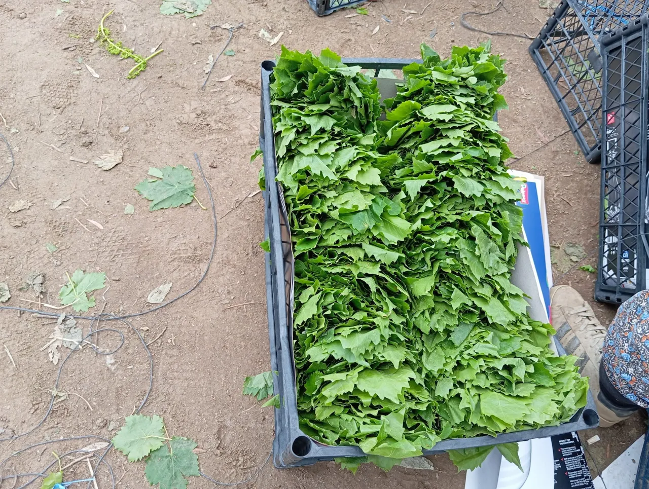 ‘Yeşil altın’ın hasadı başladı! Kilosu 90 TL, günde 40 kilo topluyorlar, eylüle kadar sürecek
