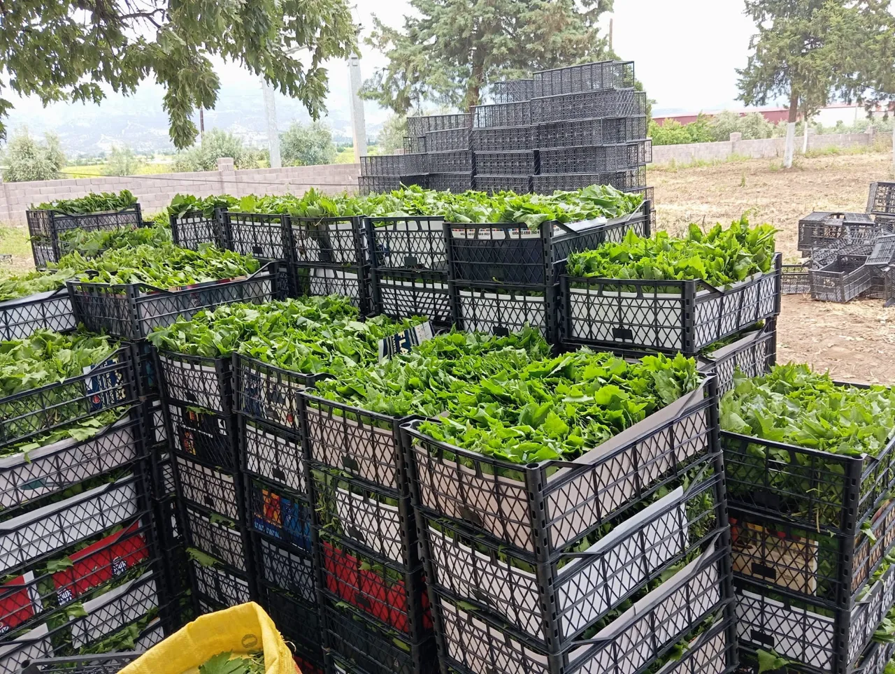 ‘Yeşil altın’ın hasadı başladı! Kilosu 90 TL, günde 40 kilo topluyorlar, eylüle kadar sürecek