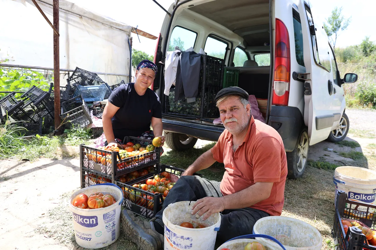 Lezzeti ile damak çatlatıyor! Dangalak hasadı başladı, kilosu 100 liradan yok satılıyor