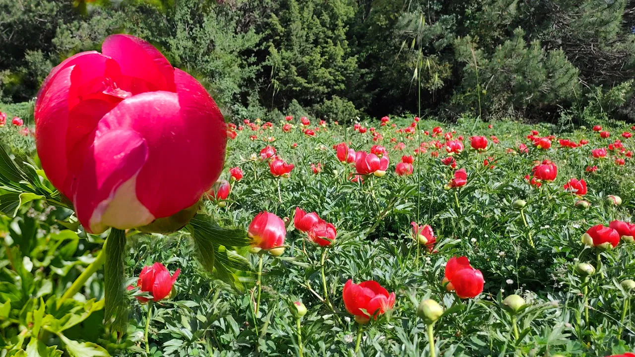 Buketi 20 binden başlayıp 100 bin liraya kadar çıkıyor! Bu çiçeği koparmanın cezası 700 bin TL