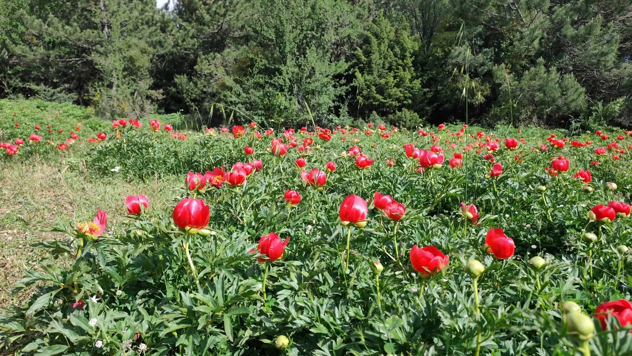Buketi 20 binden başlayıp 100 bin liraya kadar çıkıyor! Bu çiçeği koparmanın cezası 700 bin TL