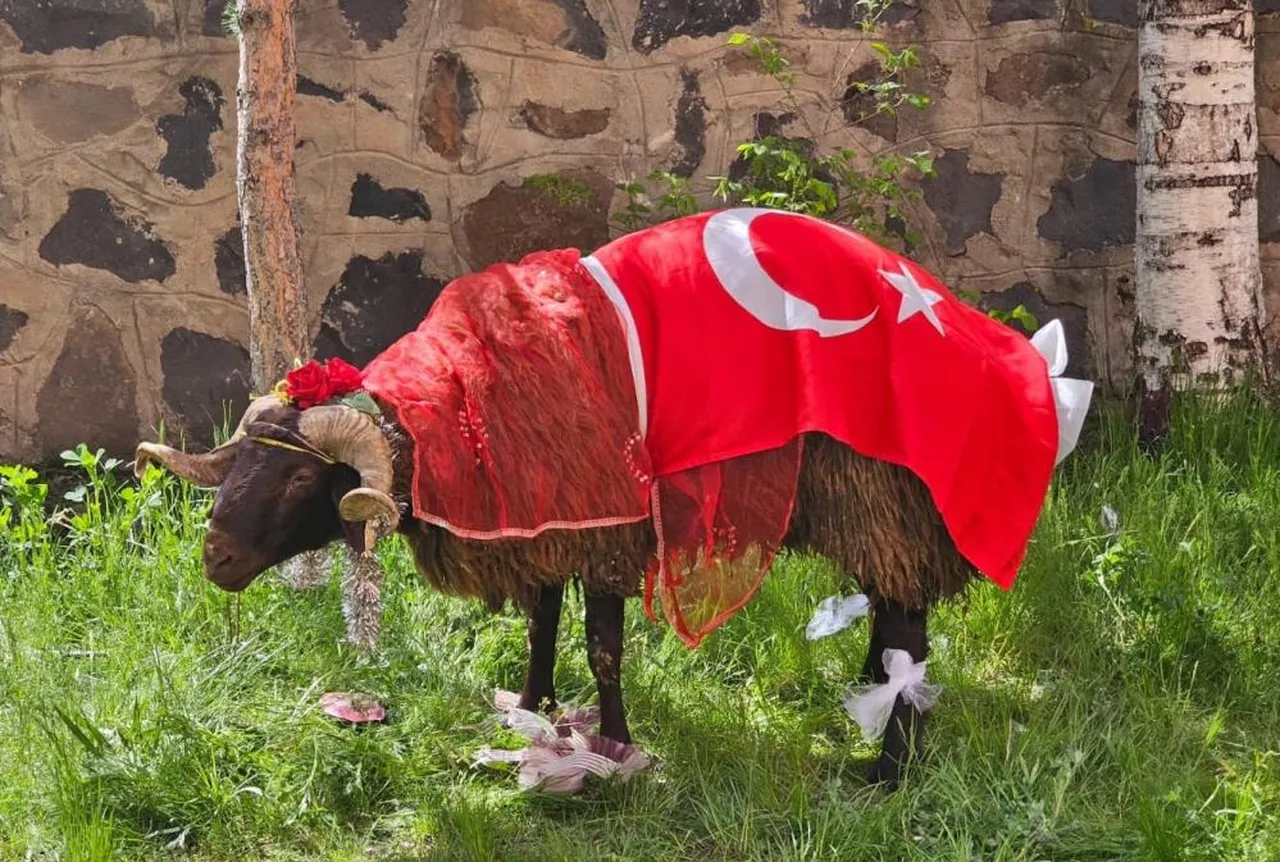 Erzurumlular asırlık geleneği sürdürdü! “Nişan Koçu”nu gören dönüp bir daha baktı