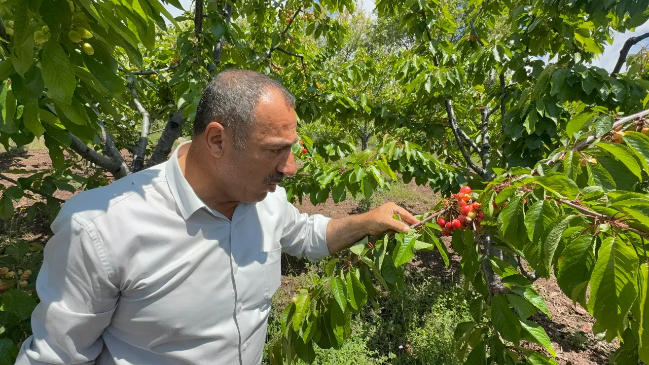 Geçen yıl dolu, bu yıl yağmur vurdu! Zarar çok büyük, çiftçi 2 yıldır hasat alamıyor