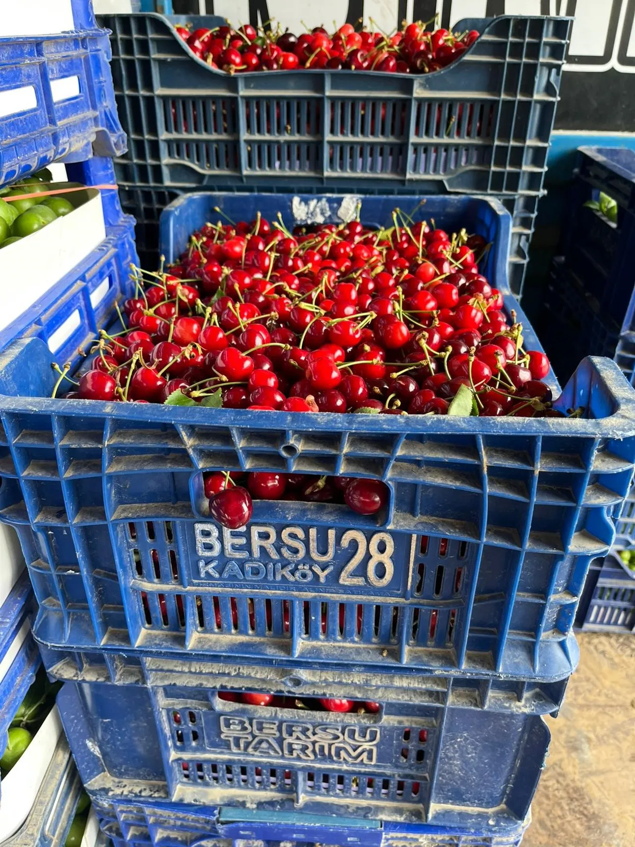 Hasat başladı! Tarlada kilosu 130 TL