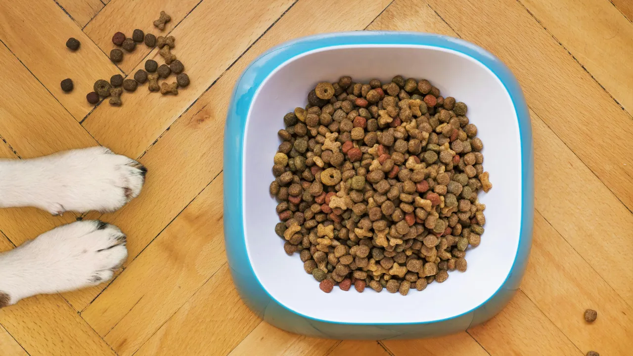 Köpek mamasına bastı, hayatı karardı! 5 günde 3 ameliyat: Bacağı ampute edildi