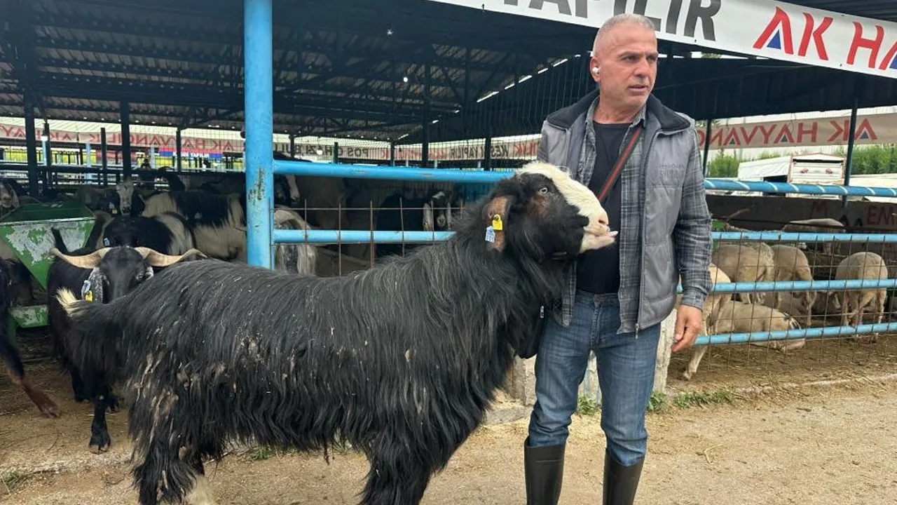 Merada özel yetiştirildi! 55 bin liradan açılan pazarlık bakın kaç lira da son buldu