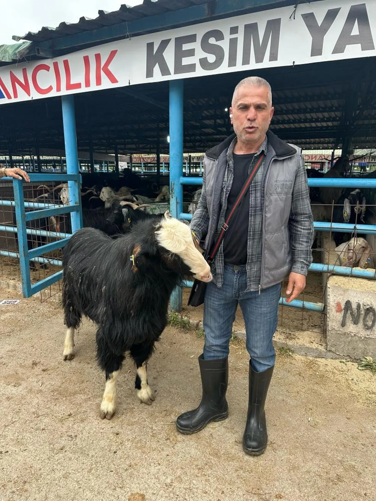 Merada özel yetiştirildi! 55 bin liradan açılan pazarlık bakın kaç lira da son buldu