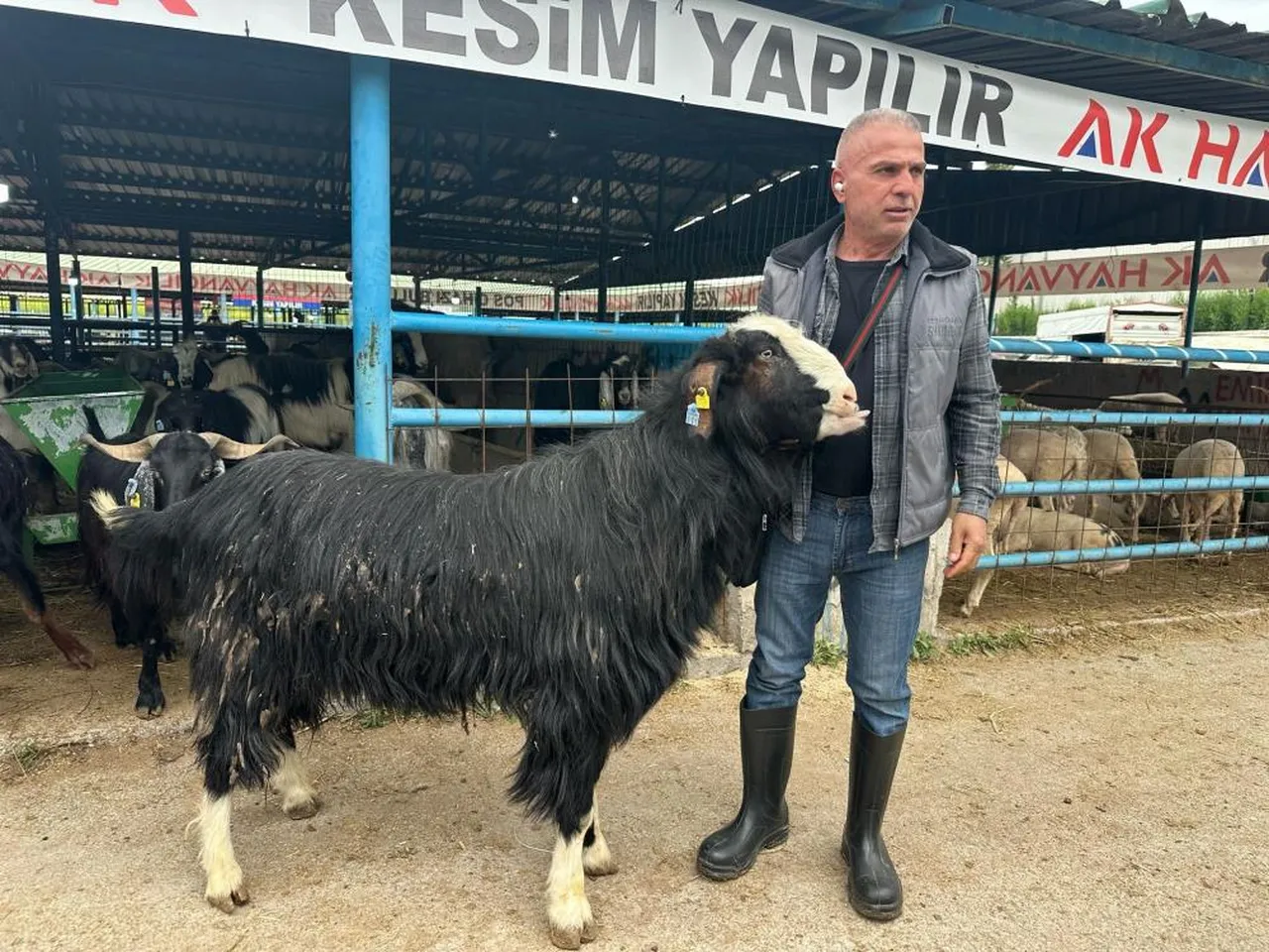 Merada özel yetiştirildi! 55 bin liradan açılan pazarlık bakın kaç lira da son buldu