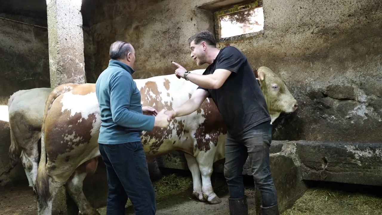 Pazarın şampiyonu! 1 ton 250 kiloluk kurbanlık araba fiyatına satıldı