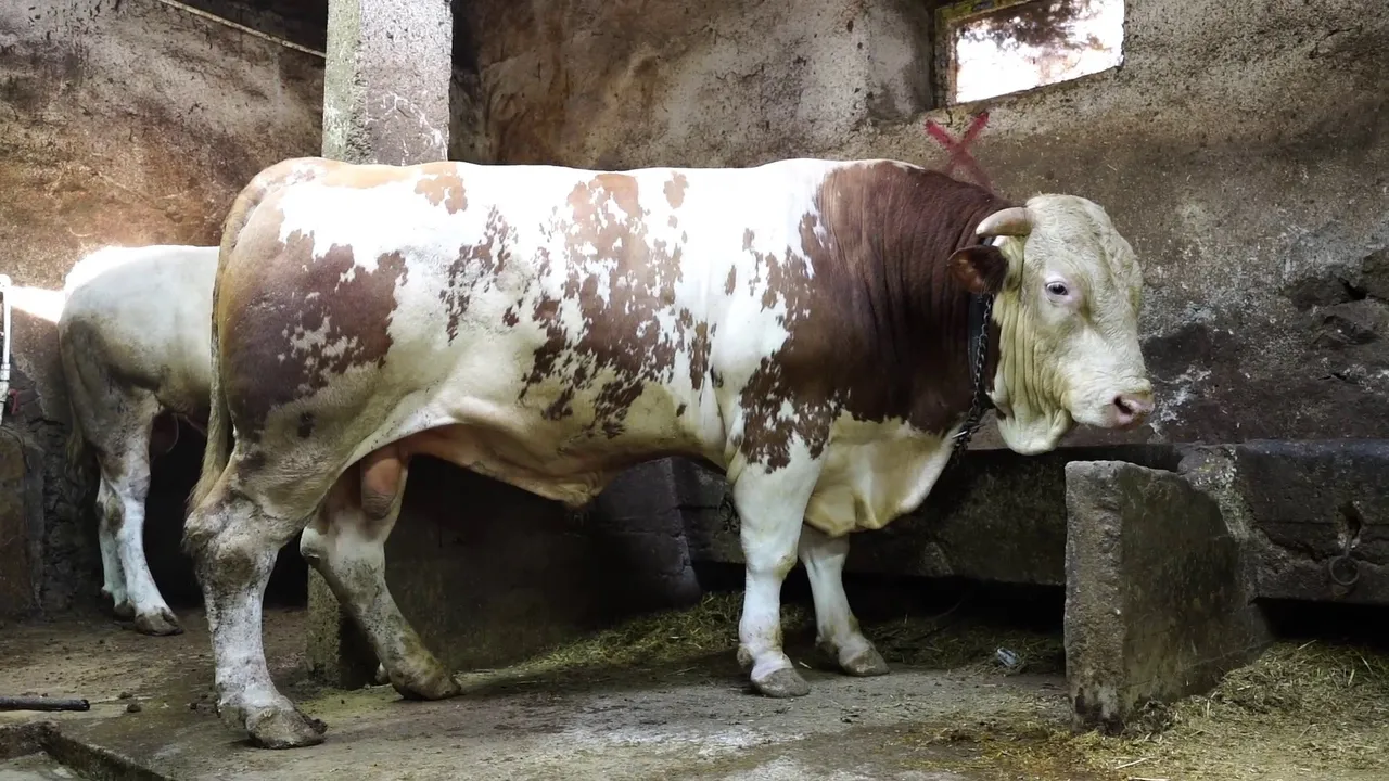 Pazarın şampiyonu! 1 ton 250 kiloluk kurbanlık araba fiyatına satıldı
