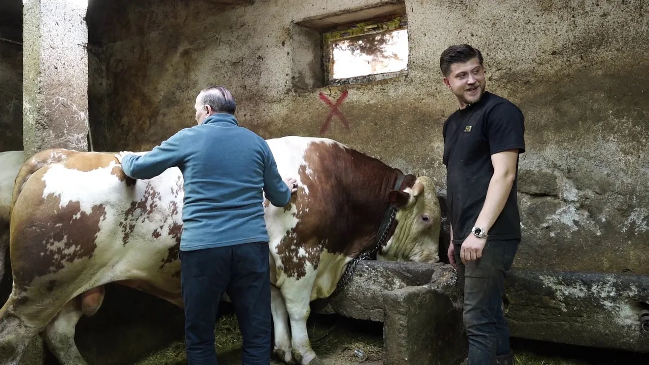 Pazarın şampiyonu! 1 ton 250 kiloluk kurbanlık araba fiyatına satıldı