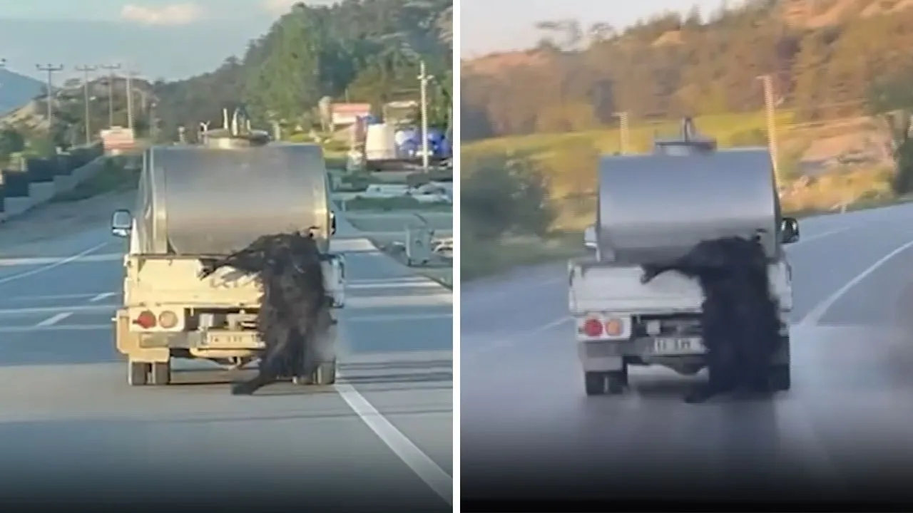 Böyle kurban mı taşınır? Bolu'da tepki çeken görüntü