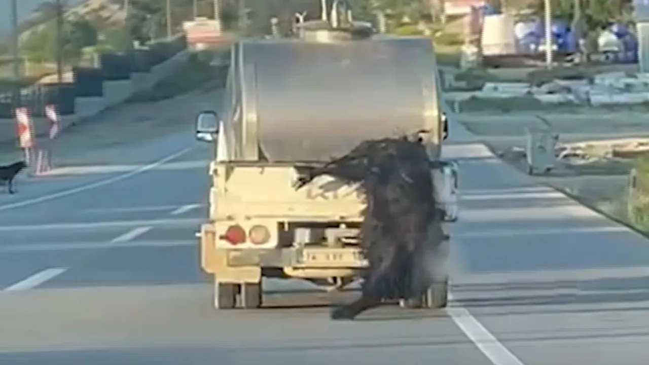 Böyle kurban mı taşınır? Bolu'da tepki çeken görüntü