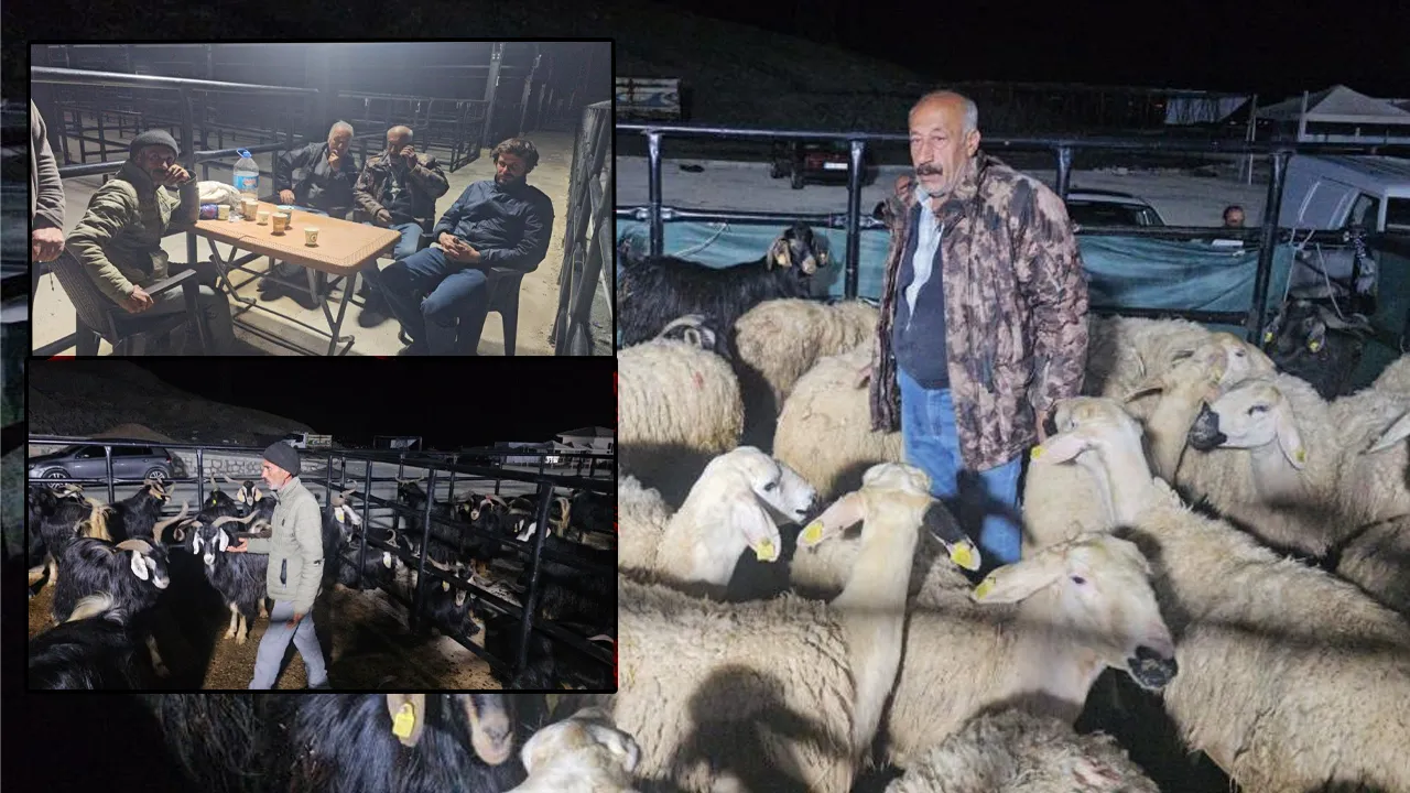 Gün boyu pazarlık, gece boyu nöbet: Kurbanlıkların başında uykusuz bekleyiş