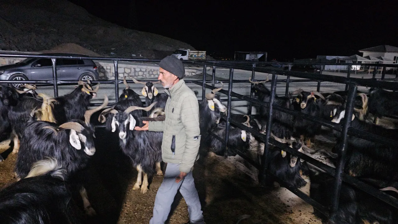Gün boyu pazarlık, gece boyu nöbet: Kurbanlıkların başında uykusuz bekleyiş