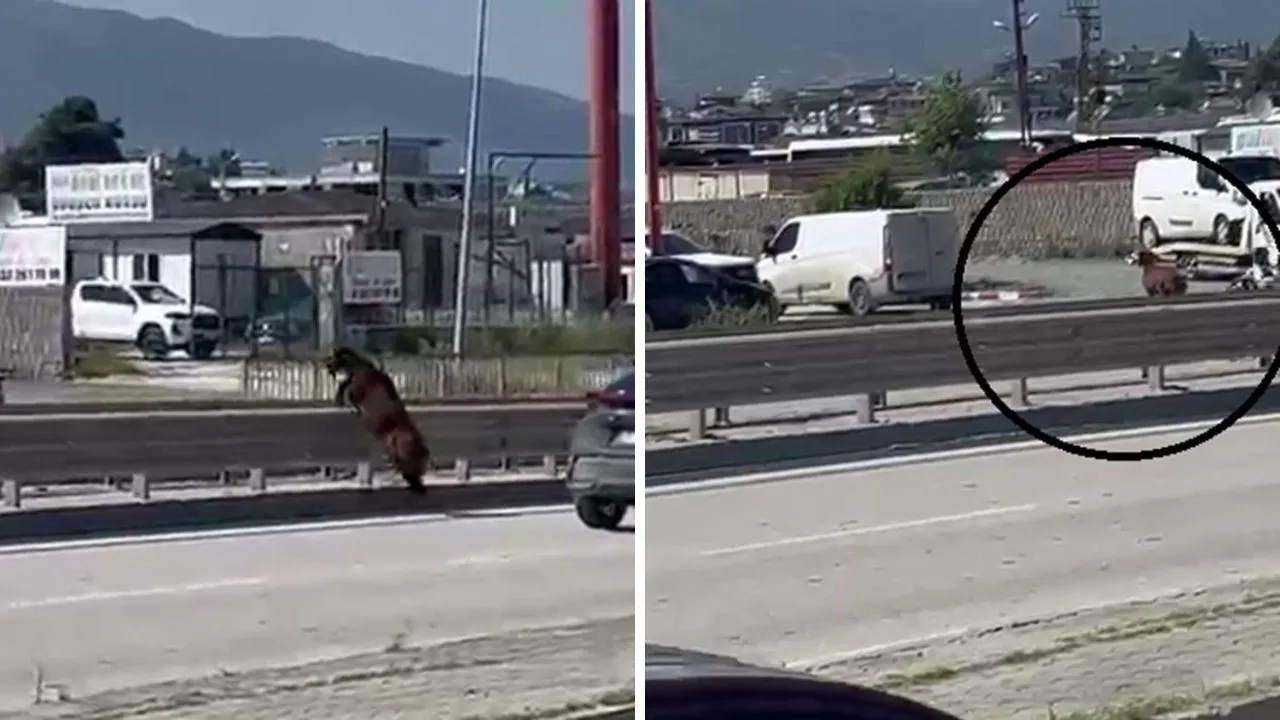 Kurbanlık keçi firar etti! Trafikte aksama yaşandı
