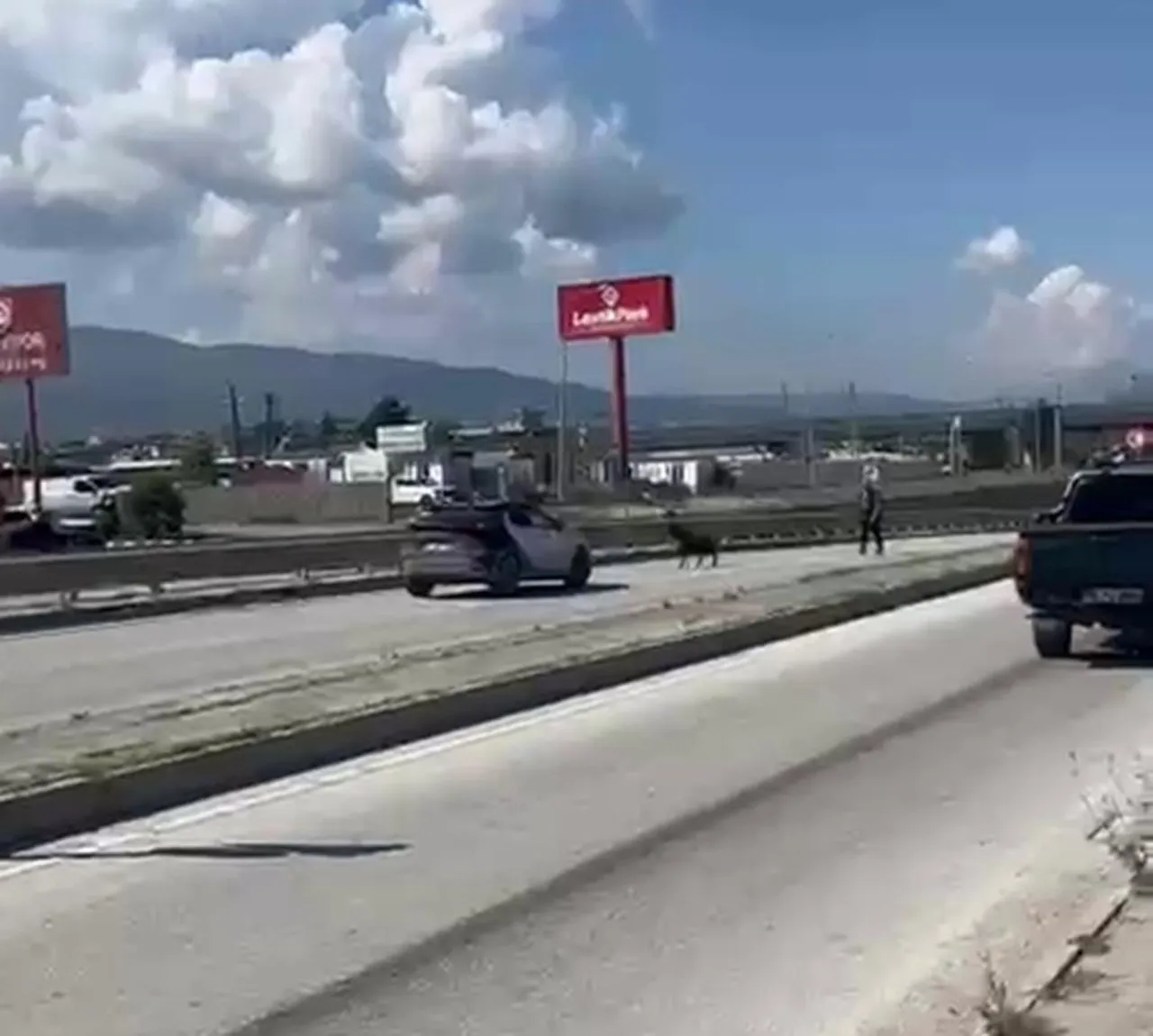 Kurbanlık keçi firar etti! Trafikte aksama yaşandı
