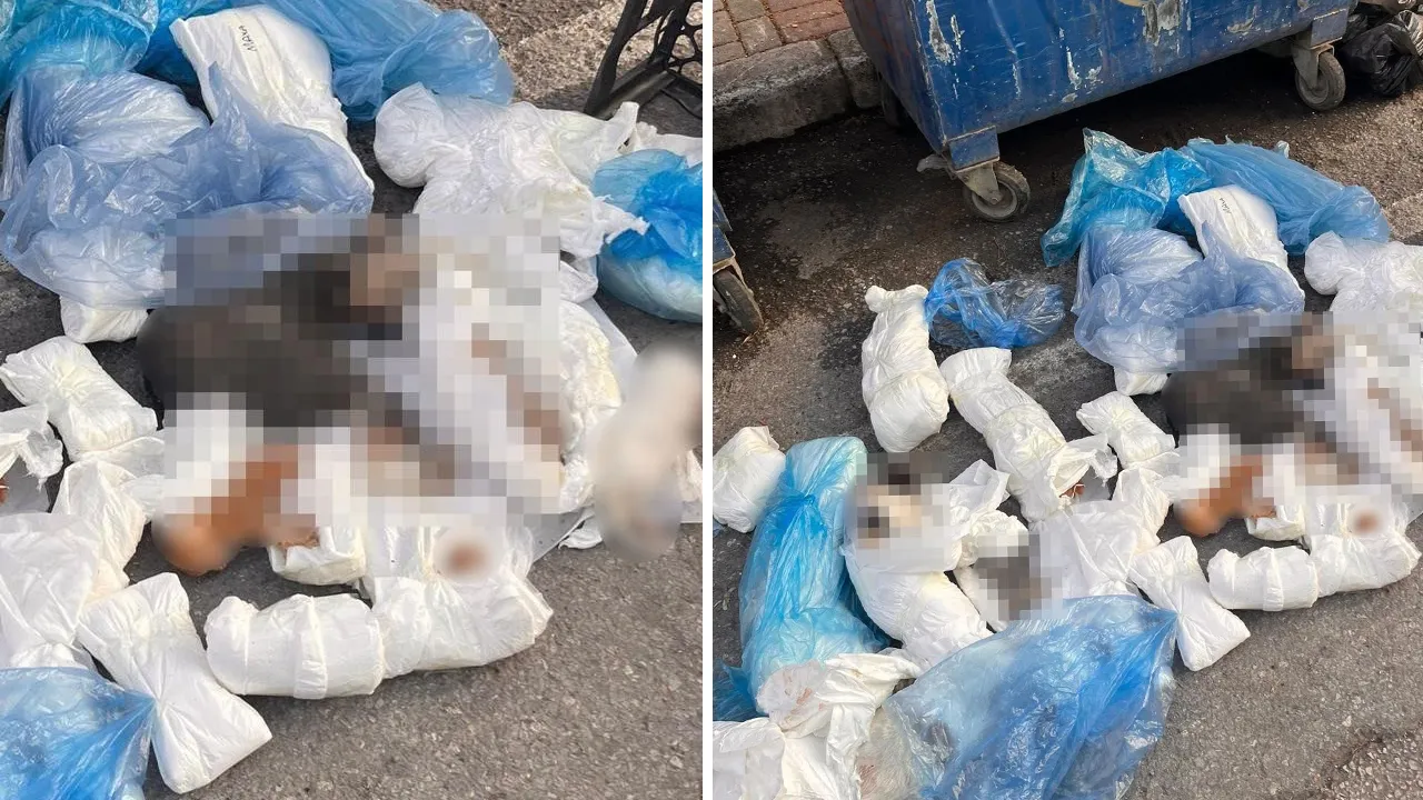 33 ölü kedi bulunmuştu! Tutuklanan ismin mesleği pes dedirtti