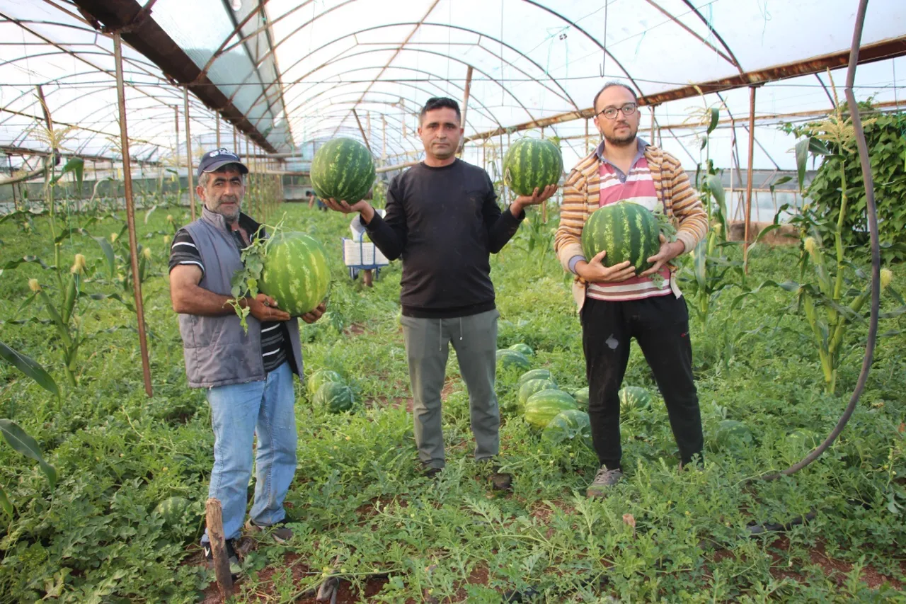Hasat başladı, kilosu 60 lira! Bu karpuzlar Türkiye'de sadece 1 ilçede satılıyor