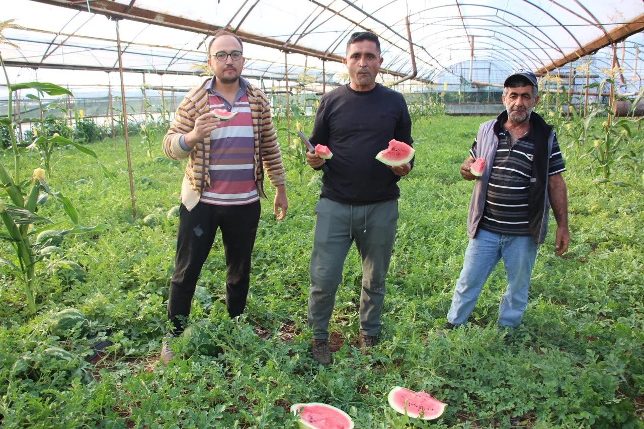 Hasat başladı, kilosu 60 lira! Bu karpuzlar Türkiyede sadece 1 ilçede satılıyor