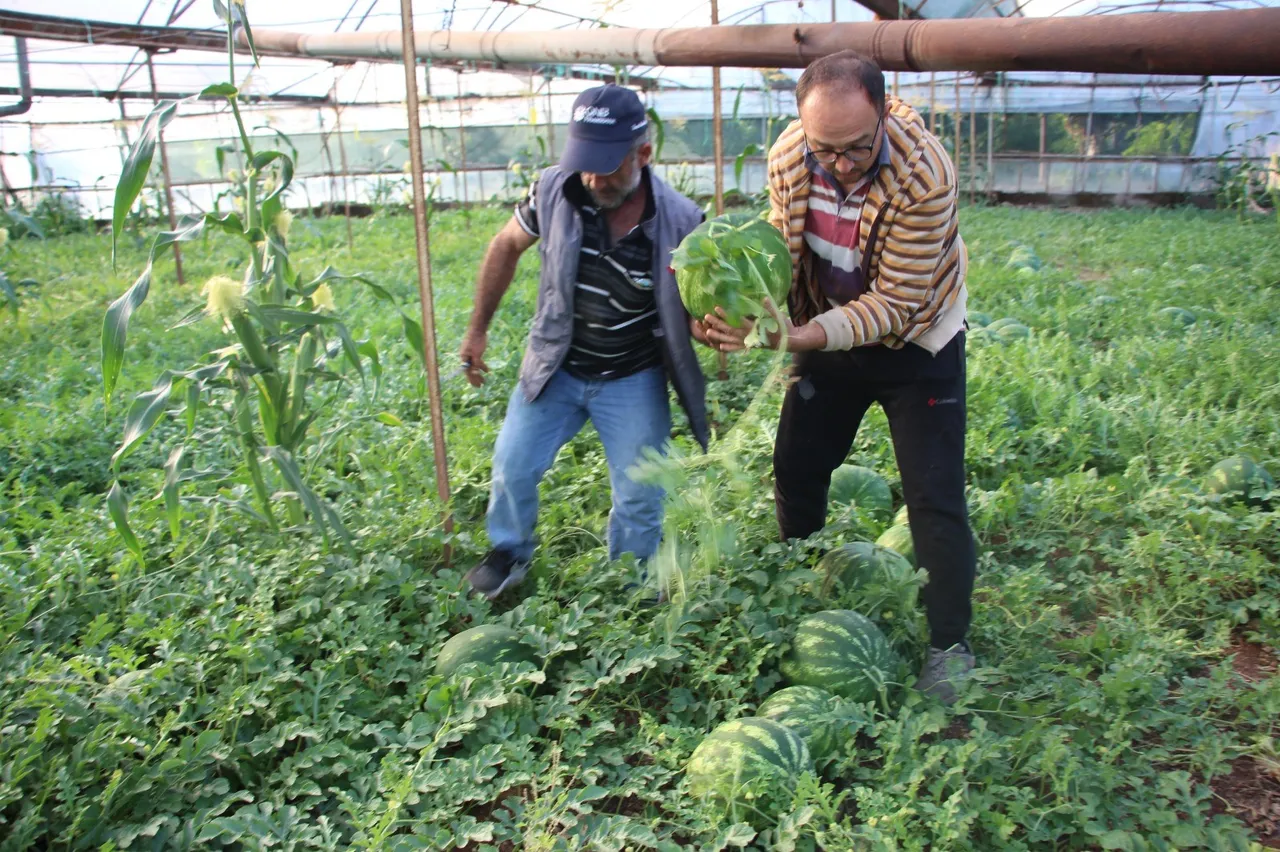 Hasat başladı, kilosu 60 lira! Bu karpuzlar Türkiyede sadece 1 ilçede satılıyor
