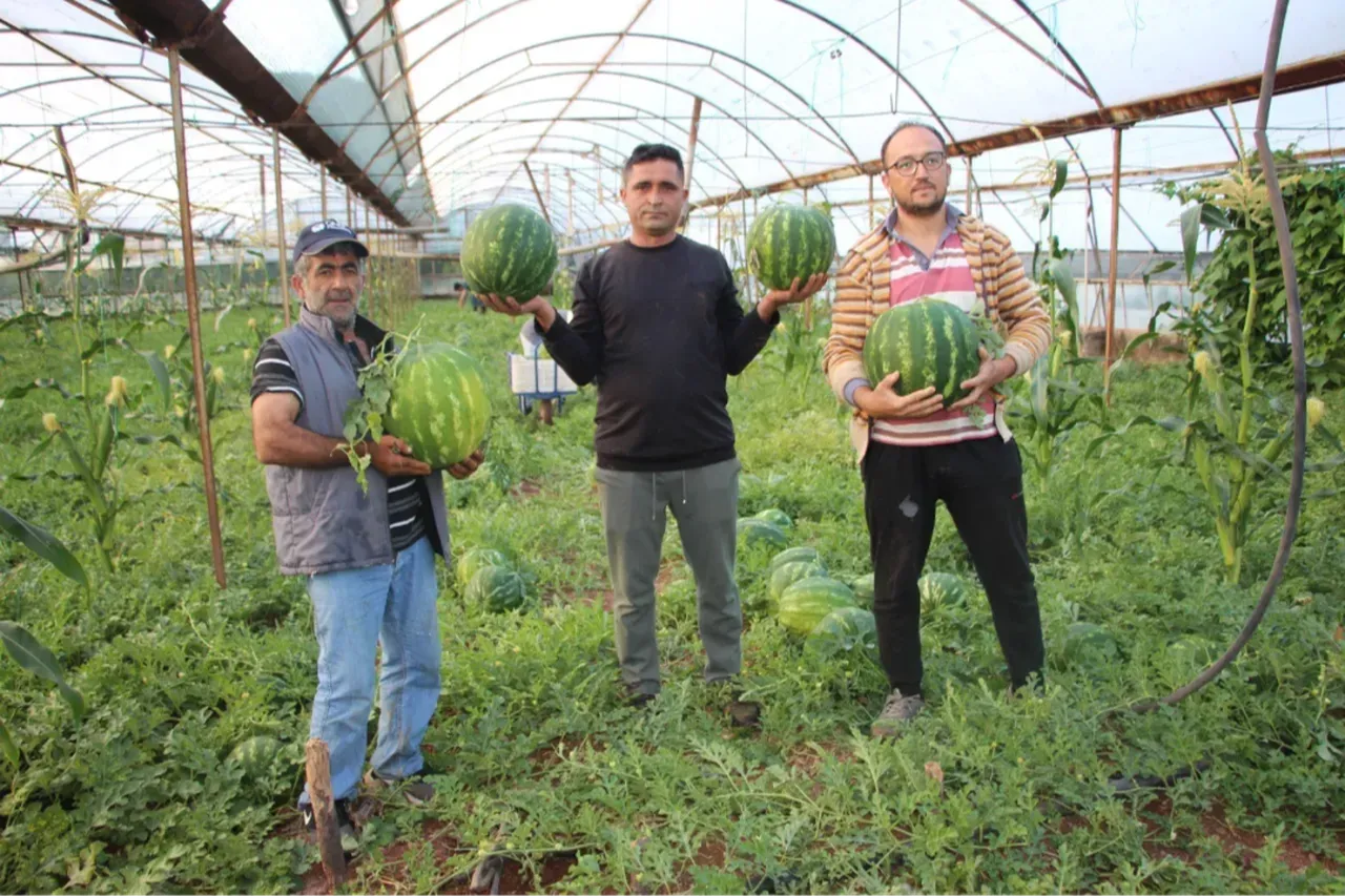 HASAT BAŞLADI, KİLOSU 60 LİRA!