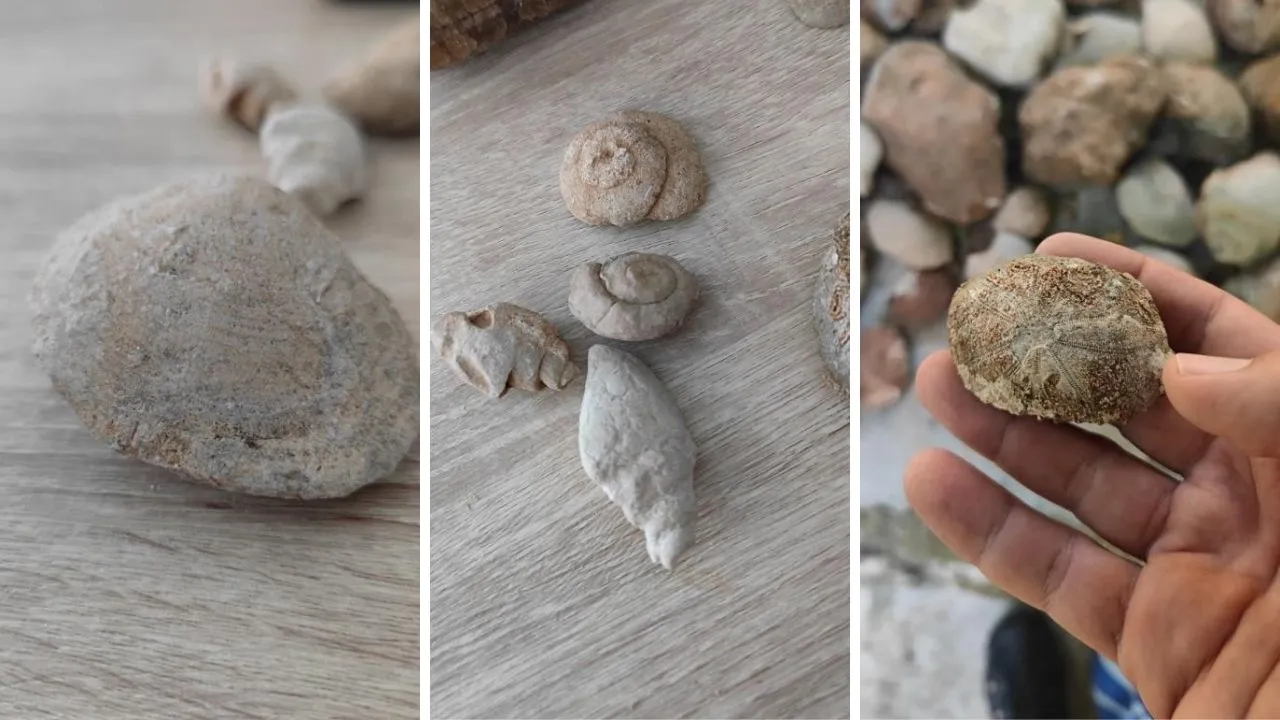 Siirt'te milyonlarca yıllık fosiller gün yüzüne çıktı
