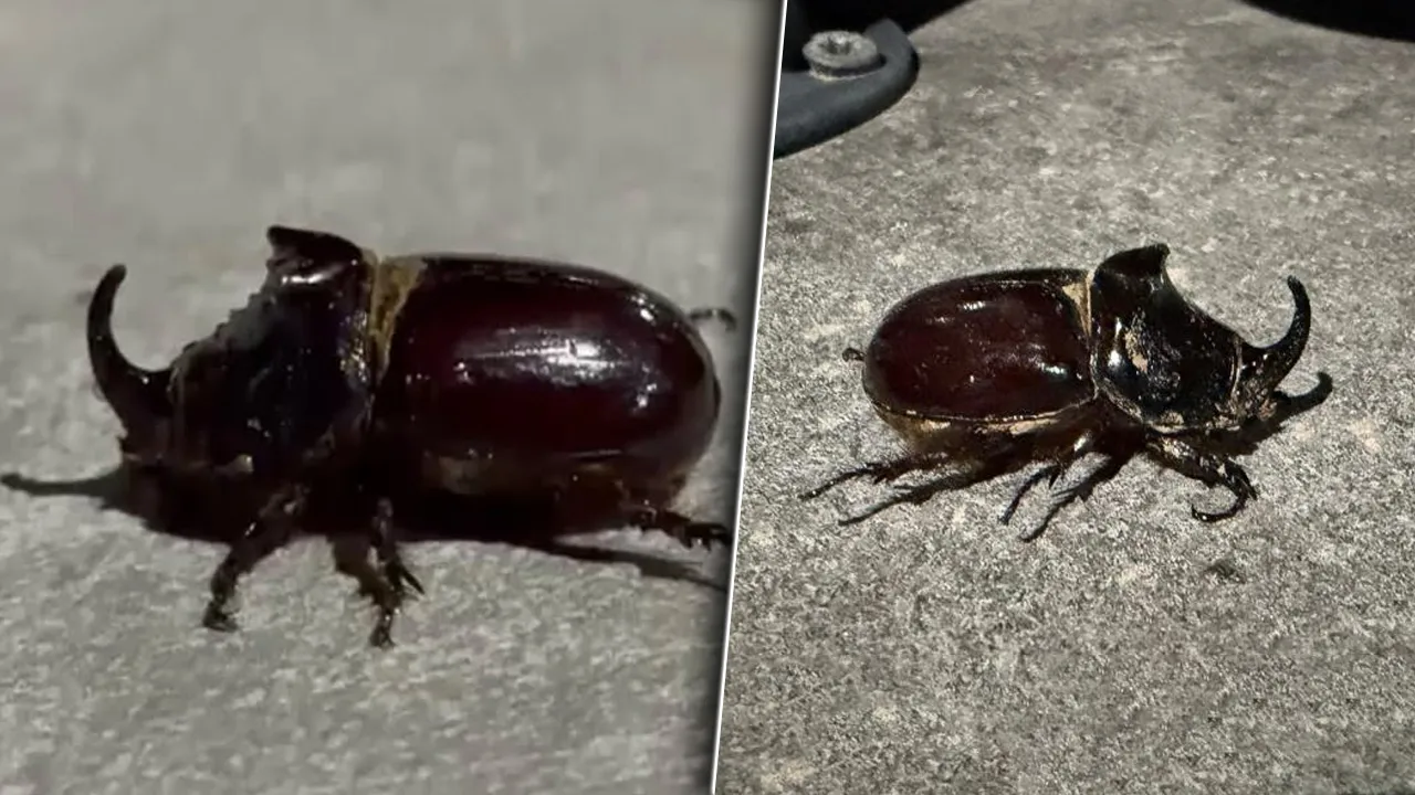 Dünyanın en güçlü böceği! Malatya'da görüldü