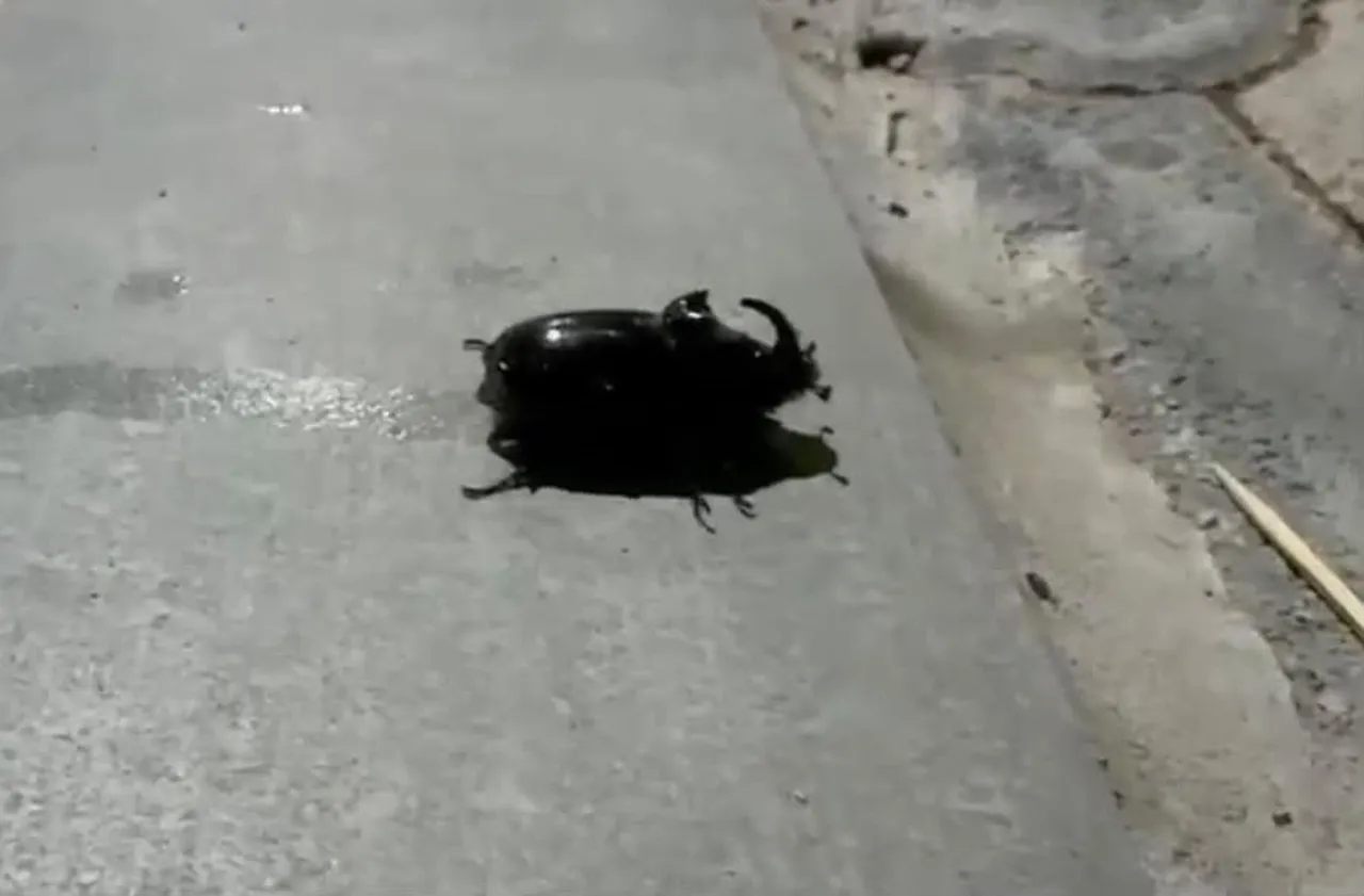 Dünyanın en güçlü böceği! Malatya'da görüldü