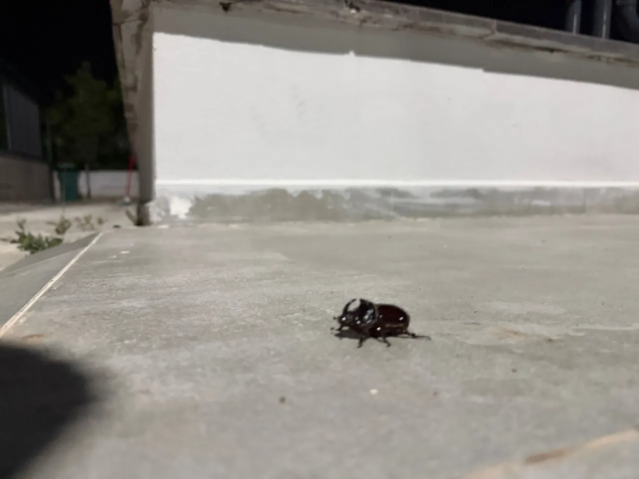 Dünyanın en güçlü böceği! Malatya'da görüldü
