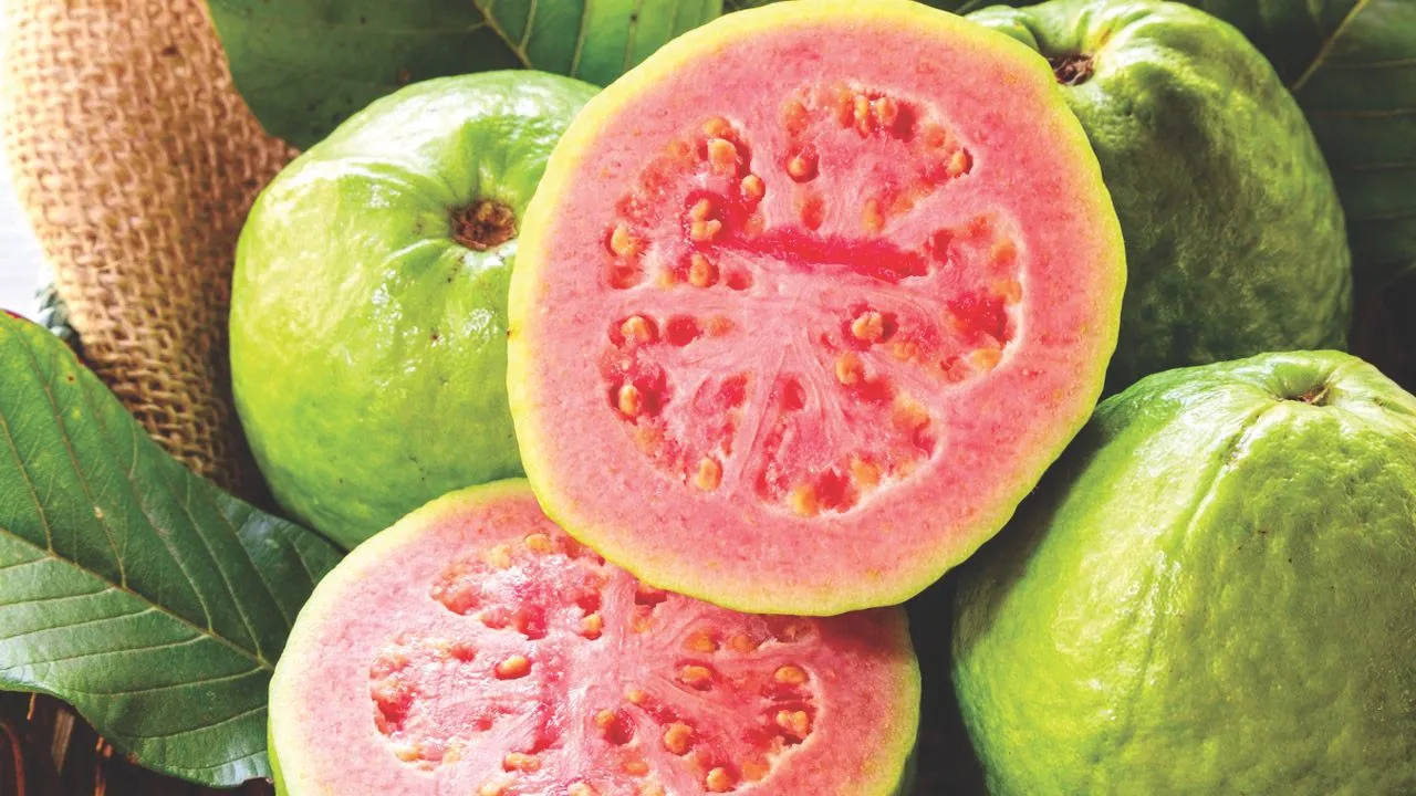 Guava