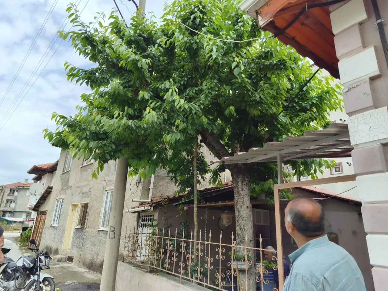 Kiraz toplamak için ağaca çıkan yaşlı adam, feci şekilde can verdi